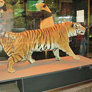 Hall of Biodiversity Siberian Tiger 1