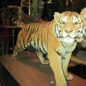 Hall of Biodiversity Siberian Tiger 1 Closeup