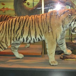 Hall of Biodiversity Siberian Tiger 2