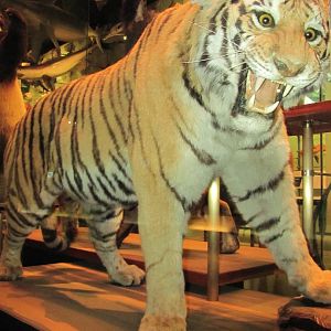 Siberian Tiger 2 Closeup