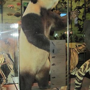 Hall of Biodiversity Giant Panda