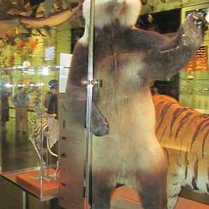 Hall of Biodiversity Giant Panda