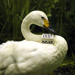 Bewick's swan