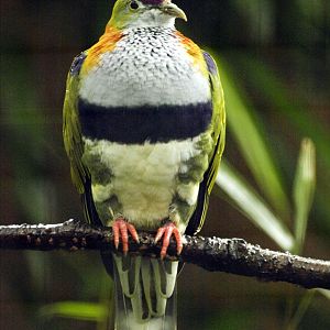 Cock superb fruit dove