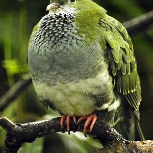 Hen superb fruit dove