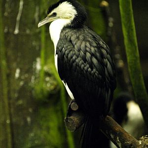 Mangrove - Little pied cormorant