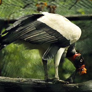 KIng vulture
