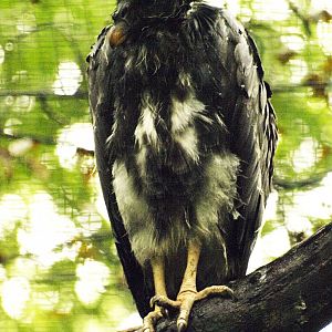Juvenile king vulture