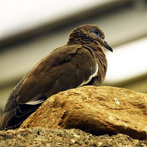 White-winged dove