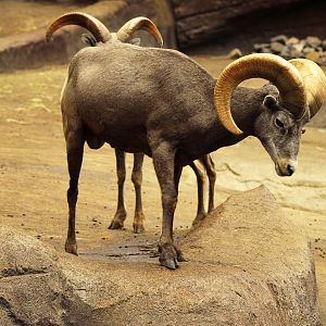 Desert bighorn sheep