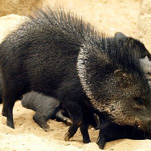 Collared peccary