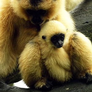 White-cheeked gibbon