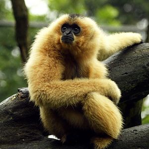 White-cheeked gibbon