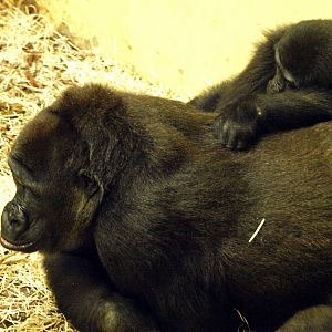 Gorillas in indoor section