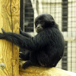 Juvenile siamang