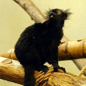 Black lemur