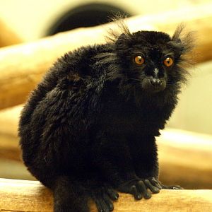Black lemur