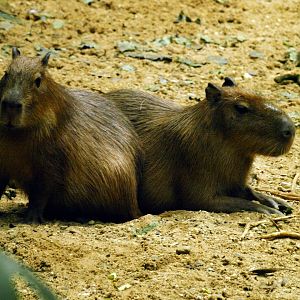 Capybaras in rainforest hall