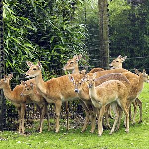 Rimba - Eld's deer