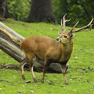 Rimba - hog deer