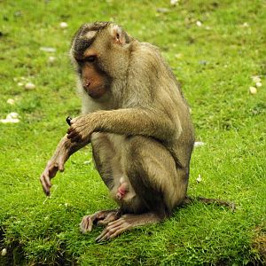 Rimba - pig-tailed macaque