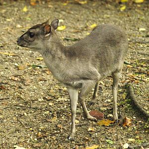 Blue duiker