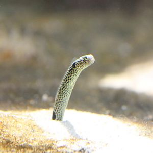Spotted garden eel