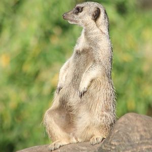 Meerkat