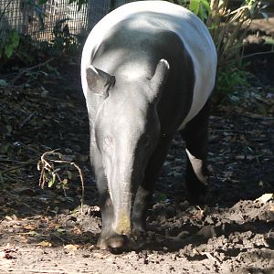 Malayan tapir