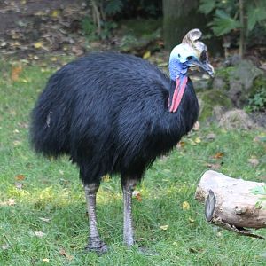 Helmeted cassowary