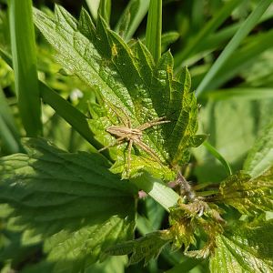 Nursery Web Spider