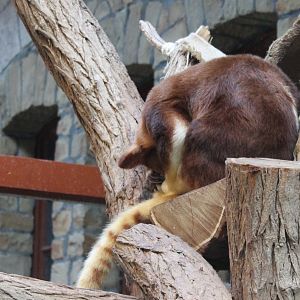 Goodfellow's tree-kangaroo