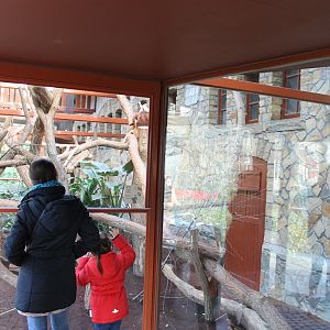 Enclosure Goodfellow's tree-kangaroo