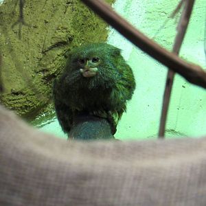 Pygmy Marmoset - 05/2015