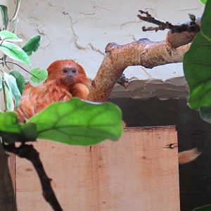 Golden Lion Tamarin - 05/2015