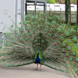 Indian Peafowl - 05/2015