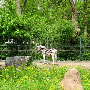 Chapman's Zebra - 05/2015