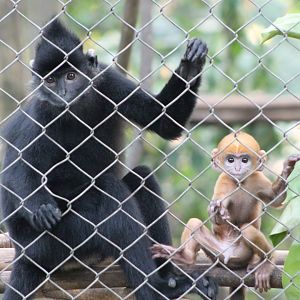 Indochinese Black Langur ('Trachypithecus ebenus') with baby