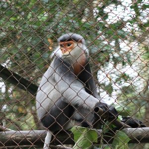 Grey-shanked Douc (Pygathrix cinerea)