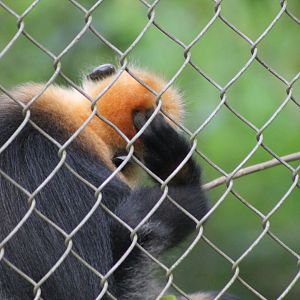 Cat Ba Langur (Trachypithecus poliocephalus)
