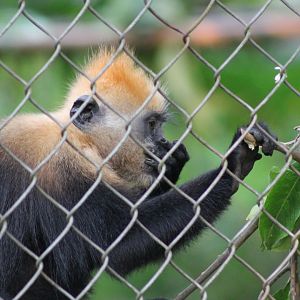 Cat Ba Langur (Trachypithecus poliocephalus)