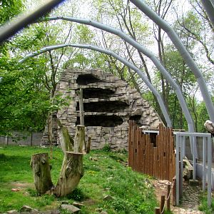 Walktrough aviary Griffon Vultures from the inside - 05/2015
