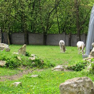 Scimitar Horned Oryxes - 05/2015