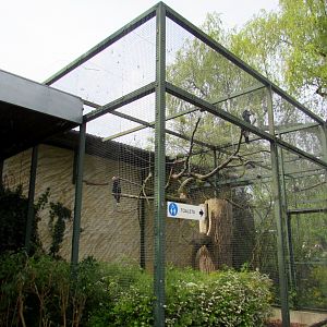 Aviaries Hornbills - 05/2015