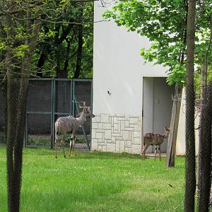 Lesser Kudus - 05/2015