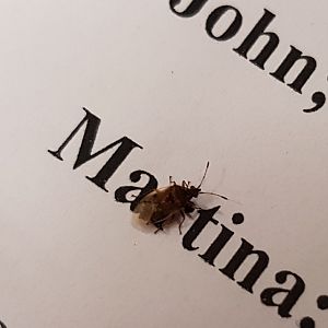 Catkin bug ( Kleidocerys species )