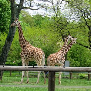 Giraffes - 05/2015