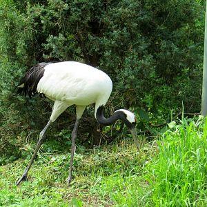 Red-crowned Crane - 05/2015