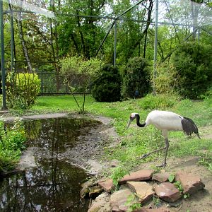 Red-crowned Crane indoor exhibit - 05/2015