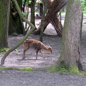 Reeves's Muntjac between the trees - 05/2015